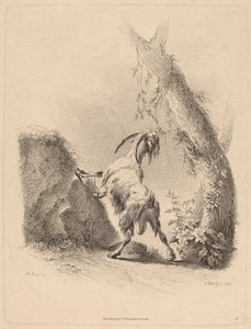 Chèvre dans un Paysage - Adam von Bartsch
