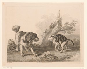 Chien et chat en position de combat
