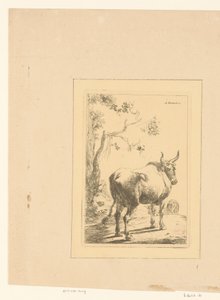 Taureau vu de dos