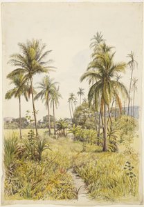 Palmiers, Colima