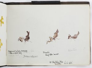Carnet de croquis de dessins et notes, Amérique du Nord et du Sud (y compris le Mexique)
