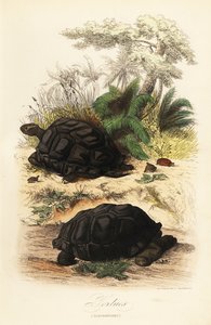 Tortue géante d