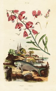 Bois de lait du Cap et poisson-paradis - Adolph (after) Fries