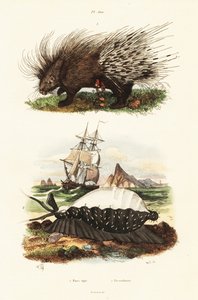 Porc-épic à crête et porcelaine tigre