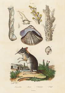 Musaraigne éléphant, palourde et coraux, 1834-1839 - Adolph (after) Fries