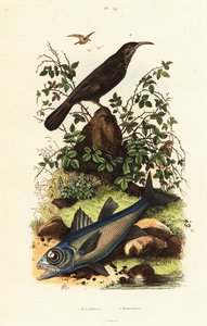 Babillard à couronne grise et poisson cardinal noir - Adolph (after) Fries