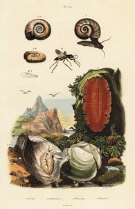 Huître, guêpe araignée et escargot