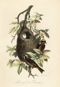 Rémiz penduline et nid en sac - Adolph (after) Fries
