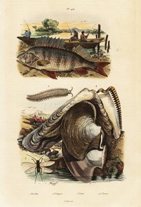 Perche, huître perlière, ver de velours et chrysopidé (1834-1839) (gravure)