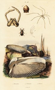 Pholade, palourde, coléoptère et araignée - Adolph (after) Fries