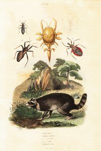 Raton laveur et tiques