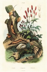 Salamandre, coléoptère et grande pimprenelle