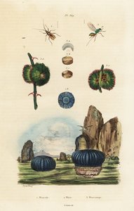 Anémone de mer et insectes, 1834-1839 (gravure)