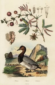 Gingembre de mer, fuligule et sensitive (gravure)