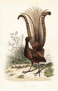 Ménure superbe, Menura novaehollandiae, la Lyre, et fausse azalée, Menziesia ferruginea