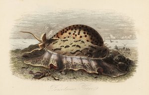 Porcelaine tigre, Cypraea tigris - Adolph (after) Fries