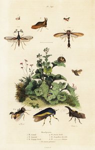 Membracides.,1834-1839 (gravure)