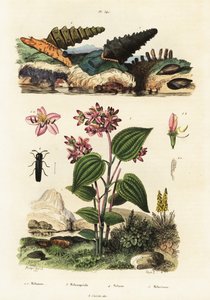 Escargots trompette, coléoptères soldats et Clidemia, 1834-1839 (gravure) - Adolph (after) Fries