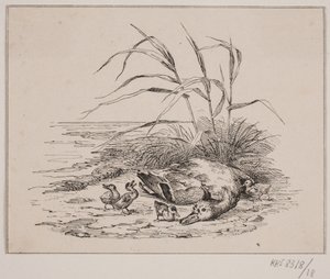 Le canard tué