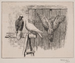 Les pigeons