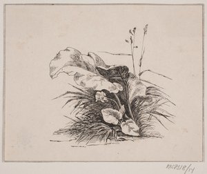 La Violette