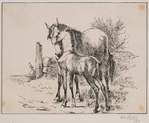 Le cheval et le poulain