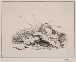 Le crapaud - Johan Adolph Kittendorff