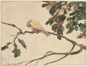 Canari sur une branche de chêne