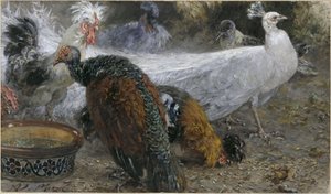 Le paon blanc avec la dinde et les poules. Extrait de « L