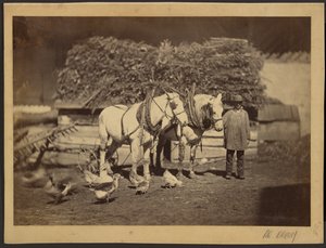 [Scène de ferme] - Adolphe Braun