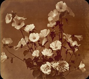[Étude de fleur, Rose de Sharon]