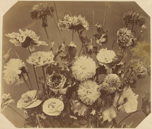 [Fleurs] - Adolphe Braun