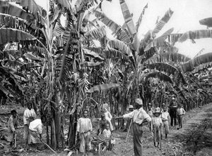 Plantation de bananes, Jamaïque, vers 1905