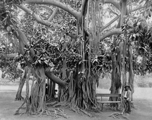 Arbre banyan, Kingston Park, Jamaïque, vers 1905
