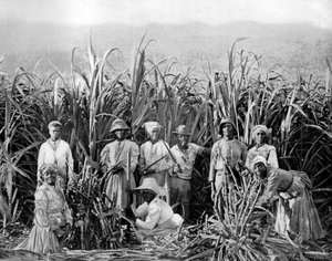 Coupeurs de canne à sucre, Jamaïque