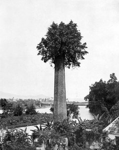 Arbre poussant sur une vieille cheminée de plantation de sucre, Jamaïque, vers 1905
