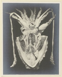 Anatomie de la seiche - Adolphe Louis Donnadieu