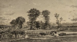 Chevaux au pâturage