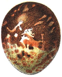 Œuf de bondrée apivore (Pernis apivorus), 1923