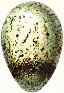 Œuf de guillemot, 1923