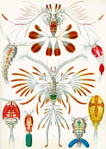 Illustration de copépodes vers 1909 - Adolphe Philippe Millot