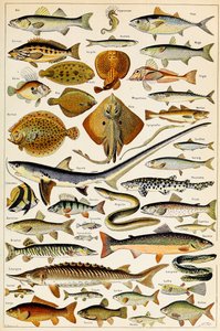 Illustration de poissons comestibles vers 1923 - Adolphe Philippe Millot