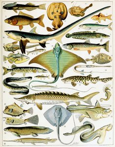 Illustration de poisson c.1923 - Adolphe Philippe Millot
