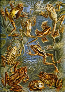 Illustration de grenouilles et de crapauds vers 1909