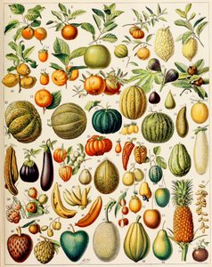 Illustration de fruits vers 1923 - Adolphe Philippe Millot