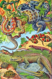 Illustration de reptiles vers 1923 - Adolphe Philippe Millot