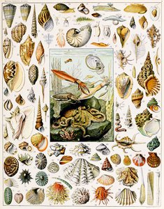 Illustration de coquillages vers 1923