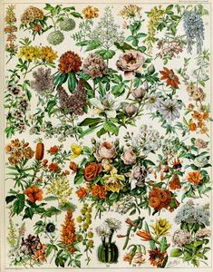 Illustration de plantes à fleurs vers 1923