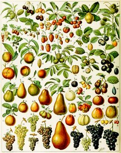 Illustration de fruits vers 1923 - Adolphe Philippe Millot