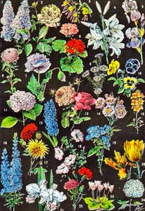 Illustration de fleurs de jardin vers 1923